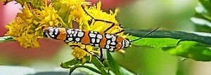 Bold & Beautiful – The Ailanthus Webworm Moth