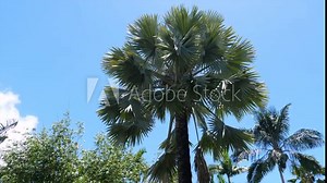 Bismarck Palm tree viewed from the ground with blue sky and sun and other palm trees and vegetation around.