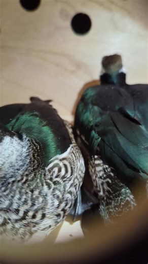 Green pygmy goose #fblifestyle #reels #wildlife #ducks | Ari Nugroho