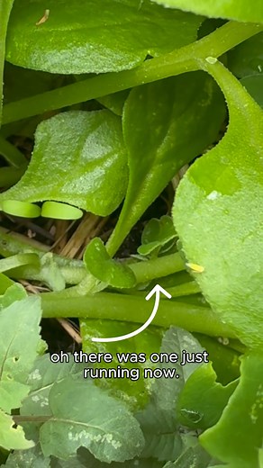 Look out for leafhoppers! 🕵️‍♂️🌿 Spring’s here and the tiny leafhoppers are out! Spot yellowing or curling leaves, sticky honeydew or hopping insects? You might’ve found a clue! 👀 Earthwise Community Garden is on the case – join the investigation and report your suspects using the MyPestGuide® Reporter app. #BiosecurityBlitz #MyPestGuide | Department of Primary Industries and Regional Development