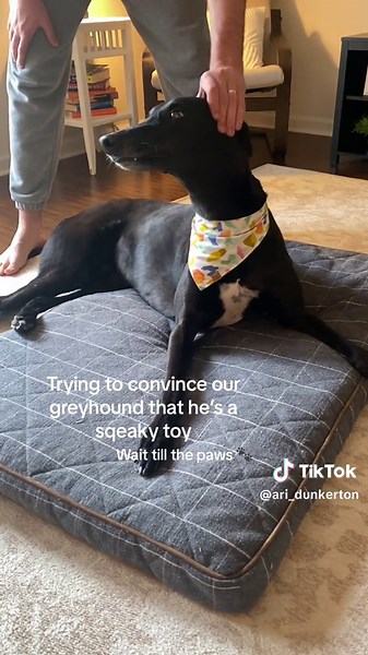 His two brain cells almost exploded 🤯#greyhound #greyhoundsoftiktok #funny #dogsoftiktok