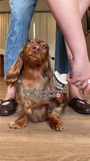 Celebrating Girls Day with Mini Dachshunds