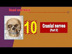 𝟏𝟎. 𝐂𝐫𝐚𝐧𝐢𝐚𝐥 𝐧𝐞𝐫𝐯𝐞𝐬 (𝐏𝐚𝐫𝐭 𝐈𝐈) (𝐋𝐚𝐬𝐭 𝐟𝐨𝐮𝐫 𝐜𝐫𝐚𝐧𝐢𝐚𝐥 𝐧𝐞𝐫𝐯𝐞𝐬) 4️⃣(الأعصاب القحفية الأربعة الأخيرة)