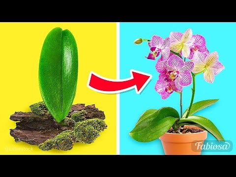 Easy orchid propagation methods: How to grow orchids at home