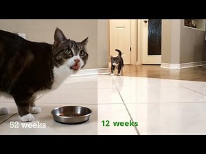 Kitten Time Lapse - (12 Weeks to 1 Year Old)