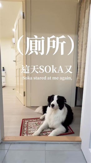 搜嘎Soka on Instagram: "Soka：做人嘛～要懂得轉彎 _ #狗狗好笑 #冷靜系狗狗 #我家狗很有事 #廁所日常 #狗狗看戲中 #廁所守門神 #獨立狗狗 #狗狗表情包 #搞笑毛孩 #狗狗觀察員 #dogwithattitude #funnydog #weirddog #bathroombuddy #toiletdog #dogmemes #nonclingydog #廁所陪審團 #主子巡邏中 #毛孩日常 #furbaby #doglife #dogsoftiktok #狗界諧星 #不黏人狗狗 #dogcomedy #dogreaction #狗狗日常分享 #狗狗日常影片 #toiletvibes"
