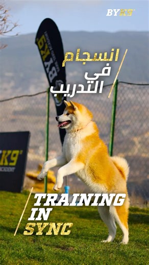 Dog Obedience Training | Focus & Precision Training (تدريب طاعة الكلاب)