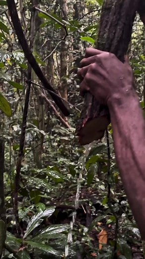 Where Does The Baka Tribe Get Water In The Dense Forest? | Emma