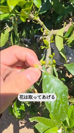 The aftermath of preliminary branch pruning #mandarin orange specialist