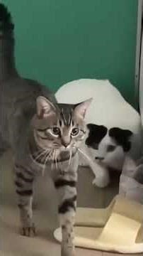 Cute & Crazy Pets Compilation 🐱🤣🐶