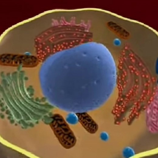 Exploring Cell Organelles: Golgi Apparatus vs Mitochondria