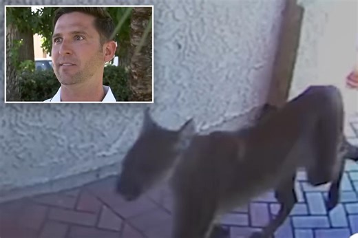 Wild video shows mountain lion strolling into California home, coming face-to-face with man inside: ‘Locked eyes’
