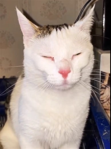 Exploring the Life of Cats