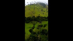 Colombia’s Green Heart: Explore Cocora Valley’s Splendor.