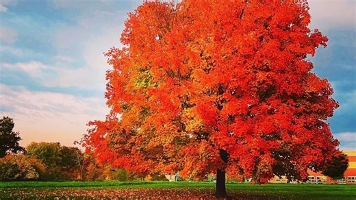 Optimistic forecasts suggest a bold fall foliage season in the Northeast