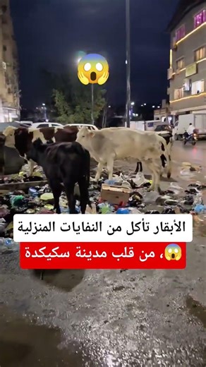 نفس المشهد كل يوم يتعاود و لا أحد يادخل بسكيكدة الأبقار في مكب النفايات