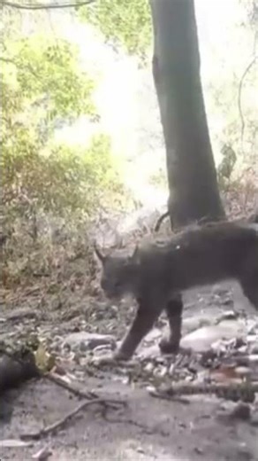 Cat attacks and kills snake #nature