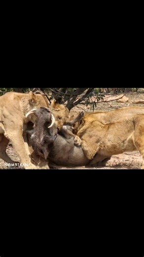 A very hungry pride of lions take down a warthog in Kruger National Park | Nombekana Safaris and Wildlife Photography