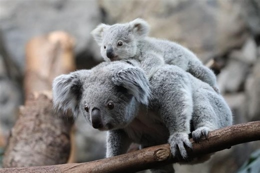Meet the three adorable koalas at Edinburgh Zoo