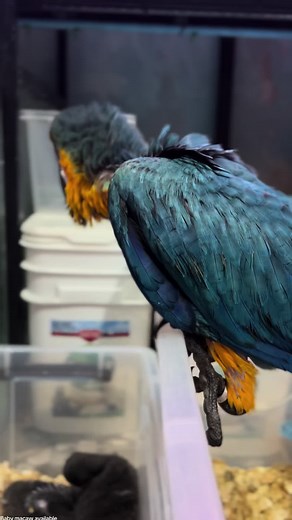 Baby blue and gold macaw available #babymacaw #gdhthinadhoo #macawsoftiktok