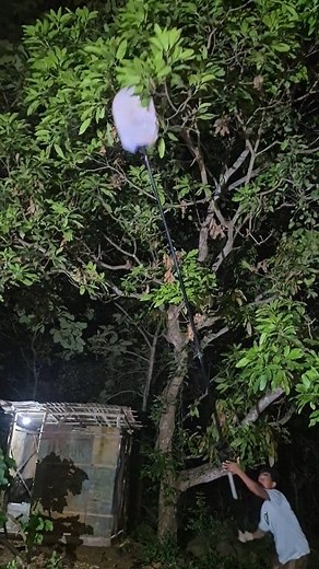 There was a strange sound in the tree🥶 | Bang Nasier