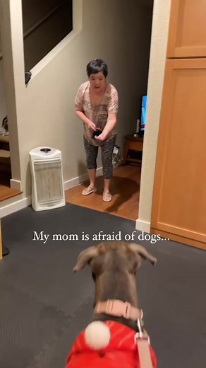 Empowering Fearful Dog Moms with Adoptable Pit Bulls