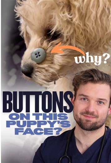 How vets fix a broken jaw in dogs! When a dog suffers a broken jaw, traditional “casts” aren’t an option. Instead, veterinary surgeons often use a technique called Maxillomandibular Fixation (MMF) or Labial Buttons to help them heal. How does it work? Think of it like a natural splint! Since the upper jaw (maxilla) is still solid, we use it as a steady anchor. By using the dog’s own teeth as “pegs” and specialized sutures or wires, we gently keep the top and bottom teeth aligned in their natural