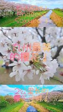 九州最美的樱花 Most Beautiful Sakura Spot in Kyushu #travel #旅行 #sakura #樱花