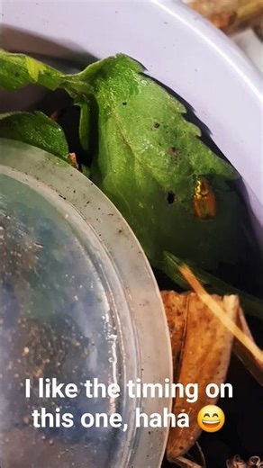 Get it done 😆 #shortvideo #cutepets #nature #aussielife #camp #cuteanimals #animals #camping #farm