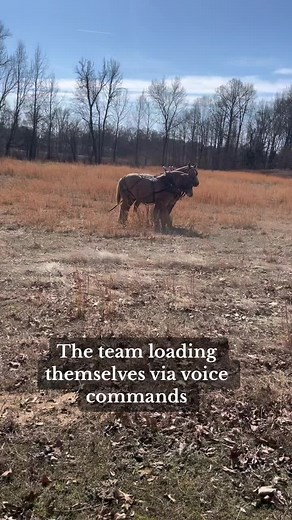 downthetraillogging (@downthetraillogging) - The brabant logging team loading themselves up via voice commands #horsetrailer #loadup #drafthorsesoftiktok #drafthorses #workinghorses #logginghorses #loggingislife #loggertok
