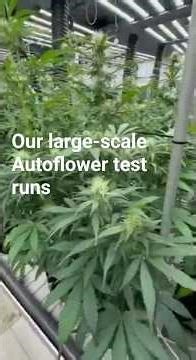 The update from one of our large-scale autoflower test runs