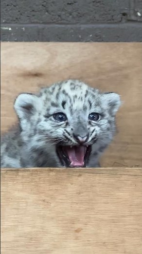 Snow leopard cub SQUEAKS!