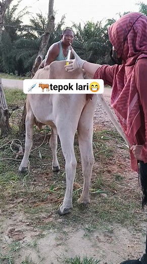 15K views · 105 reactions | "Pelayanan kesehatan pada sapi rambon betina kaki bengkak sebelah". #fyp #keswan #cow #videoviral #reels | Maya Juwanita | Facebook