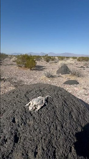 Desert Horned Lizard of Las Vegas!
