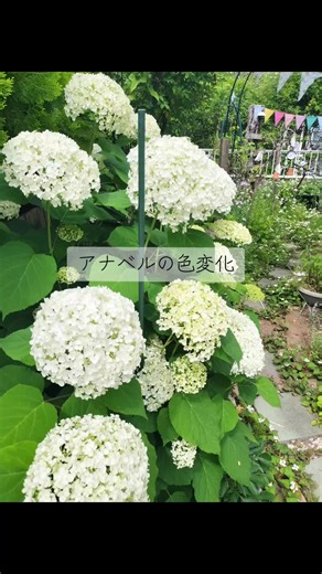 おすすめのアナベルの魅力と楽しみ方