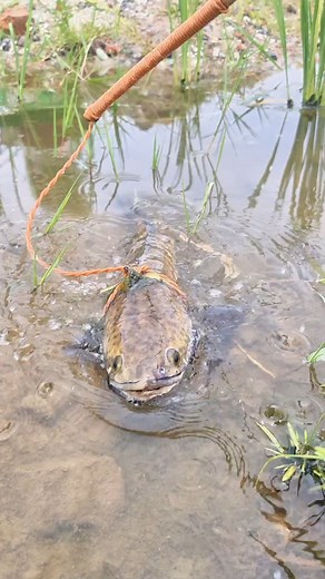 monster Invasive Northern snakehead catch | Catch Fish With ET