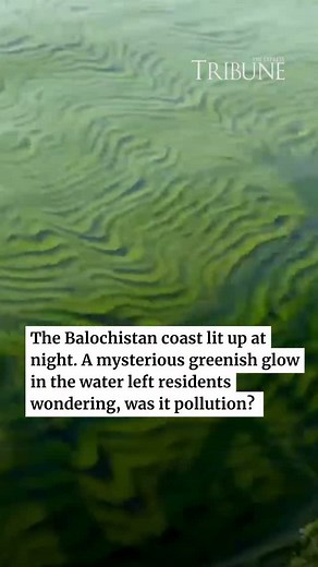 WWF-Pakistan has clarified the reason behind the recent greenish colour of seawater and the glowing light observed at night along the coasts of Karachi and Balochistan — a phenomenon that had caused concern among fishermen and local communities. Many people had assumed that the unusual colour was caused by toxic algae or coastal pollution. However, WWF-Pakistan explained that the phenomenon is entirely natural, harmless, and seasonal, resulting from the presence of Noctiluca scintillans, commonl
