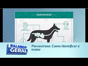 Parvovirose: Como identificar e tratar