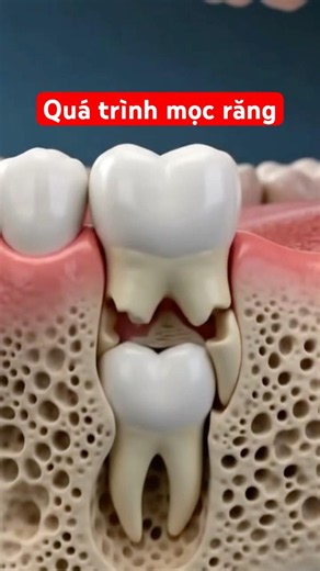 Chuyện gì thực sự xảy ra khi răng sữa lung lay?