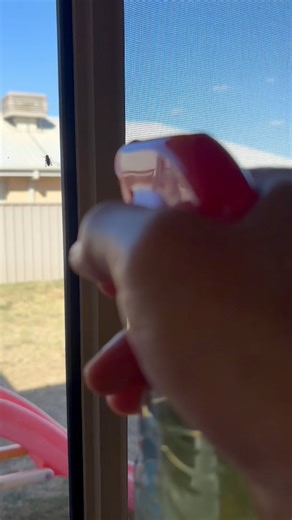 Fastest fly kill using homemade spray!!! #insecticide #flykiller #nontoxic #parenting #kitchen #clean #pestcontrol #kids #kitchensafe | Stu R Geon