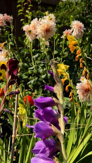 Here’s a couple of reasons why we love growing gladiolus! Do you grow them too? 🐝🦋💜🌸 #EndOfSummer #fallseason #autumn #gardening #fblifestyle #flowers #gladiolus #fall #pollinators | Learn To Grow