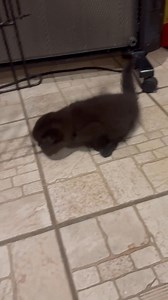 25K views · 723 reactions | Meet Zipper a 5 week old pure bred Scottish fold. He was found in a box in front of my garage. His back legs are severely malformed. Not to worry we think he's just perfect the way he is. He'll be seen by a vet and we'll go from there. We will be looking for a home for little Zipper. He will be a special needs kitty. Email: denisesinico@hotmail.com if interested. | Westfield Homeless Cat Project | Facebook