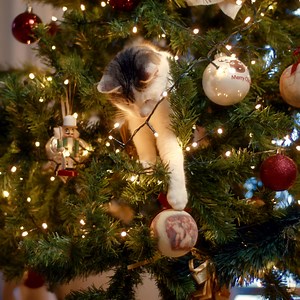 1M views | When the holiday hustle hits, a Dell PC with #IntelCoreUltra helps out. Get a price match guarantee at dell.com/holiday. | Dell Technologies | Facebook