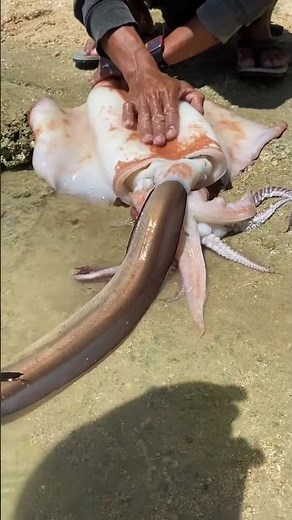 Giant Squid Meets a Sea Creature! 😱🦑 | Incredible Ocean Moment