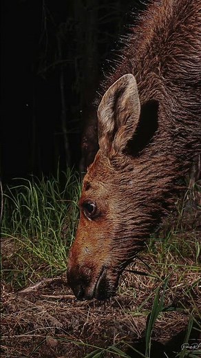 Extraordinary encounter with a small family of moose #moose