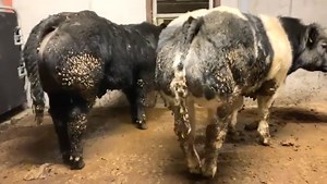 166K views · 1.4K reactions | Check out these incredible young bullocks bred by Nathan Harvey sired by Claddagh McCabe (LM6529) & Imperial de l’Ecluse (S905)! Claddagh McCabe is the go to Limousin show calf breeder in Ireland with 2 copies of Q204X myostatin! 8.5% calving difficulty on beef cows Top 1% of the Limousin breed for conformation Progeny are consistently correct, stylish, wide & muscular with trademark sweet Limousin heads | Dovea Genetics | Facebook