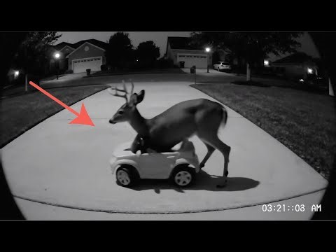 Strangest Things Ever Seen on Security Cameras at Night