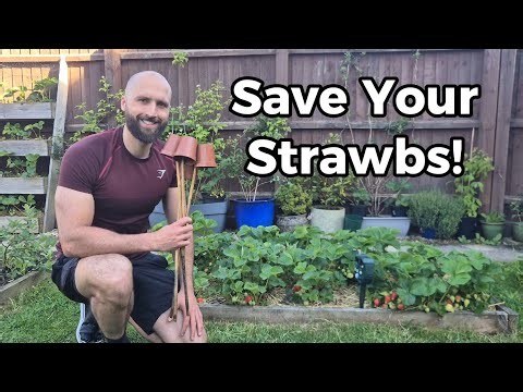 This Simple Method Has Saved 100's Of My Strawberries!