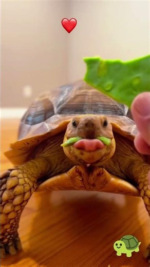 Turtle Eating in Slow Motion 🐢🍽️