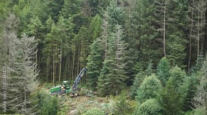 Trees being cut down and processed by logging machine. Pine forest harvest deforestation.